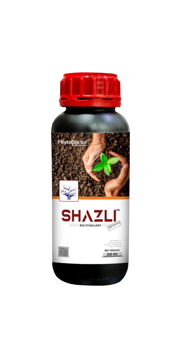 Shazli